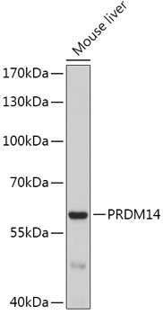 Anti-PRDM14 Antibody