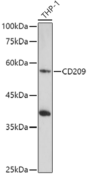 Anti-DC-SIGN Antibody