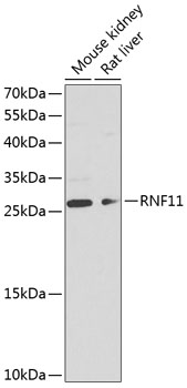 Anti-RNF11 Antibody