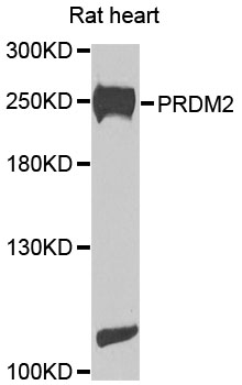 Anti-PRDM2 Antibody