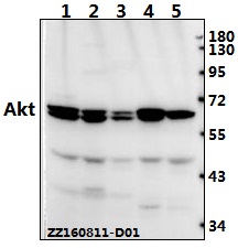 Anti-AKT Antibody