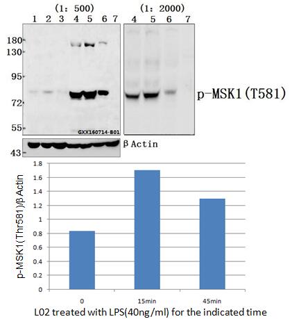 Anti-MSK1 (phospho-Thr581) Antibody