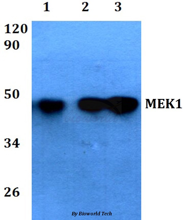 Anti-MEK1 (Ser298) Antibody