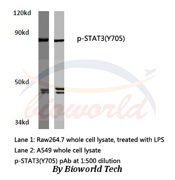 Anti-Stat3 (phospho-Y705) Antibody