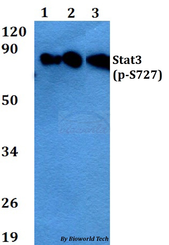 Anti-Stat3 (phospho-S727) Antibody