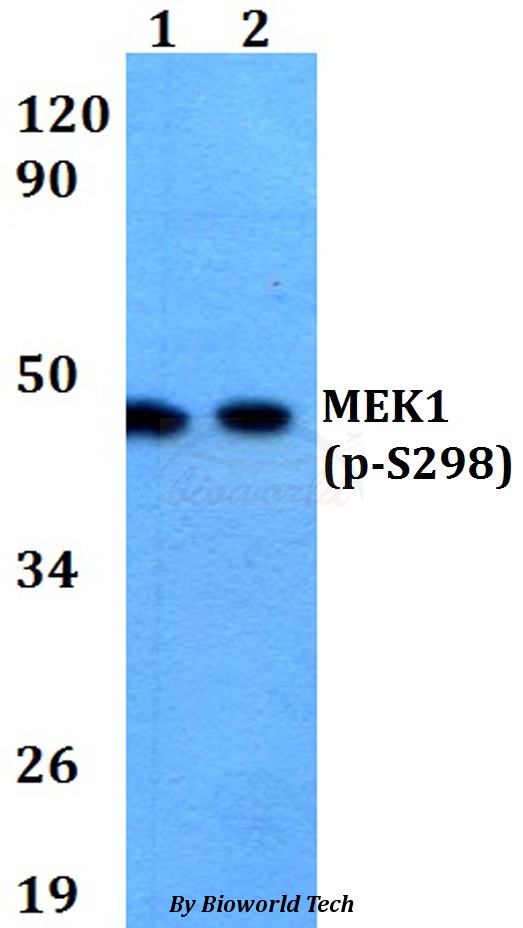 Anti-MEK1 (phospho-S298) Antibody