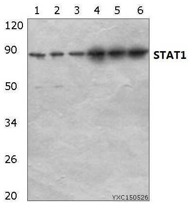 Anti-Stat1 Antibody