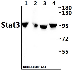 Anti-Stat3 Antibody