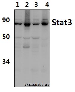 Anti-Stat3 (S727) Antibody