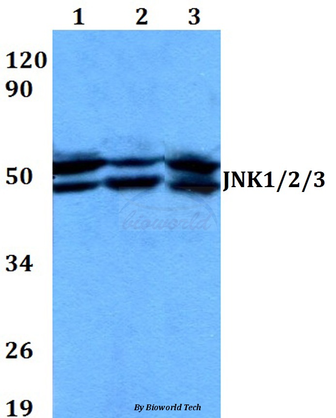 Anti-JNK1/2/3 (T183/Y185) Antibody