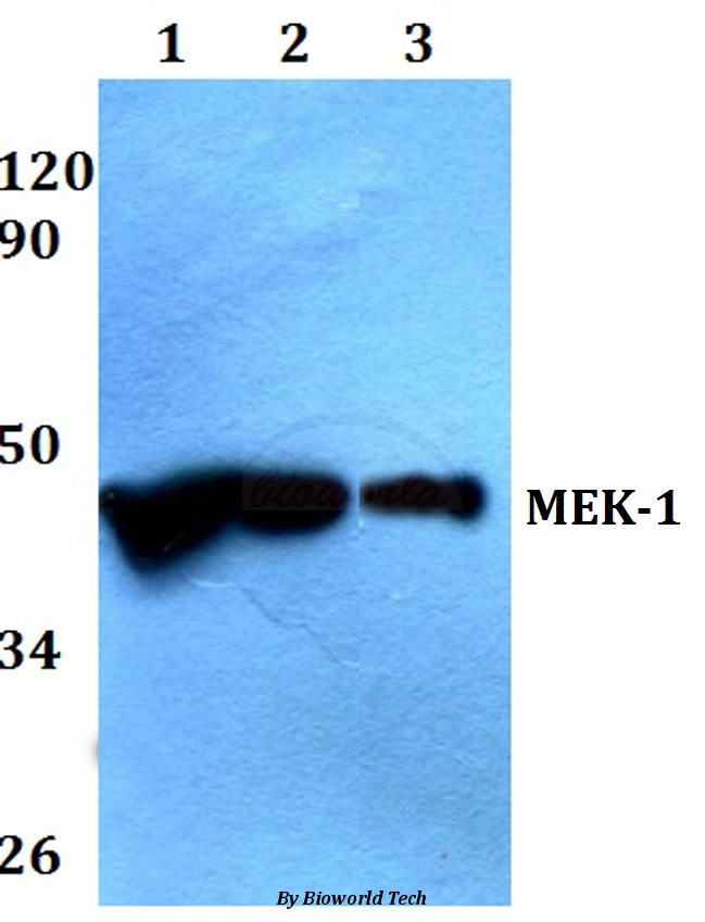 Anti-MEK1 (P293) Antibody