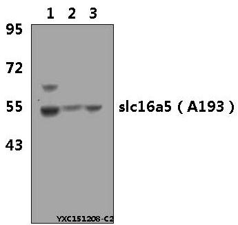 Anti-SLC16A5 (A193) Antibody