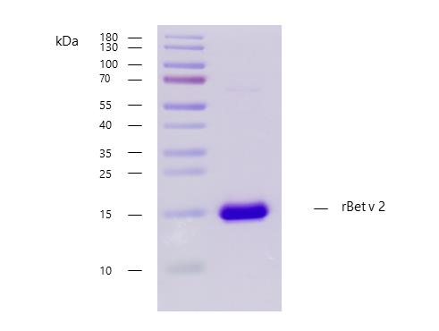 Recombinant Bet v 2 (2.0101) Protein