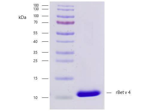 Recombinant Bet v 4 (4.0101) Protein