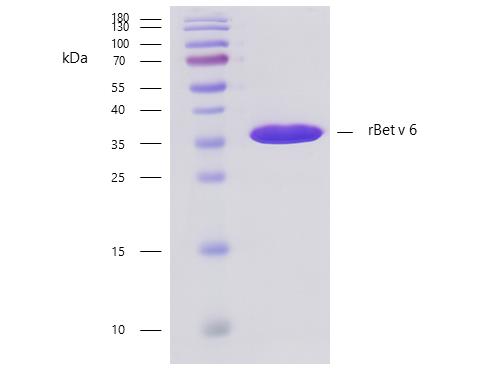 Recombinant Bet v 6 (6.0102) Protein