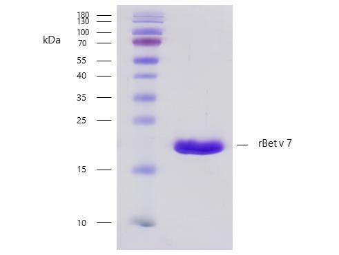 Recombinant Bet v 7 (7.0101) Protein