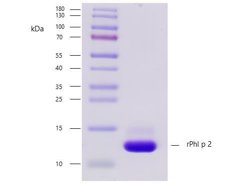 Recombinant Phl p 2 (2.0101) Protein