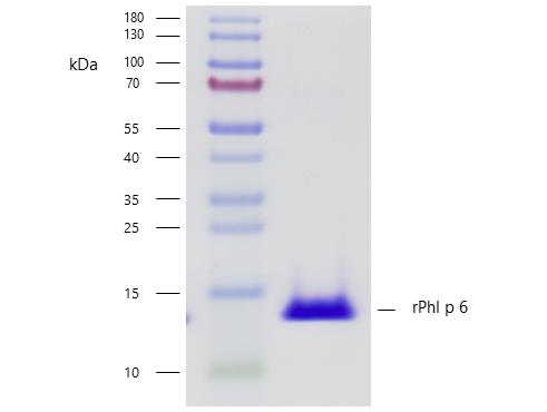 Recombinant Phl p 6 (6.0101) Protein