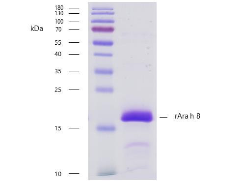 Recombinant Ara h 8 (8.0101) Protein