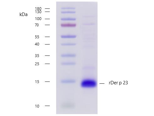 Recombinant Der p 23 (23.0101) Protein