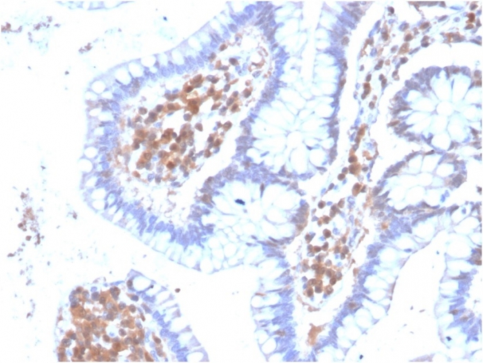 Anti-MAPK14 Antibody [CPTC-MAPK14-1]