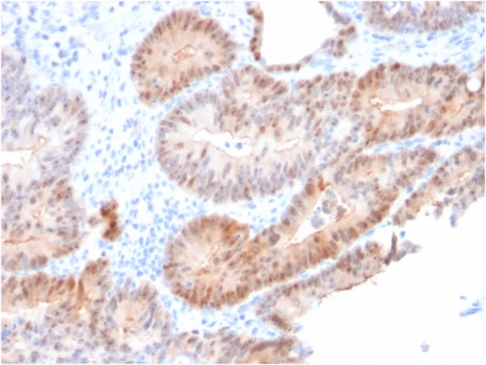 Anti-AKR1C2 Antibody [CPTC-AKR1C2-1]