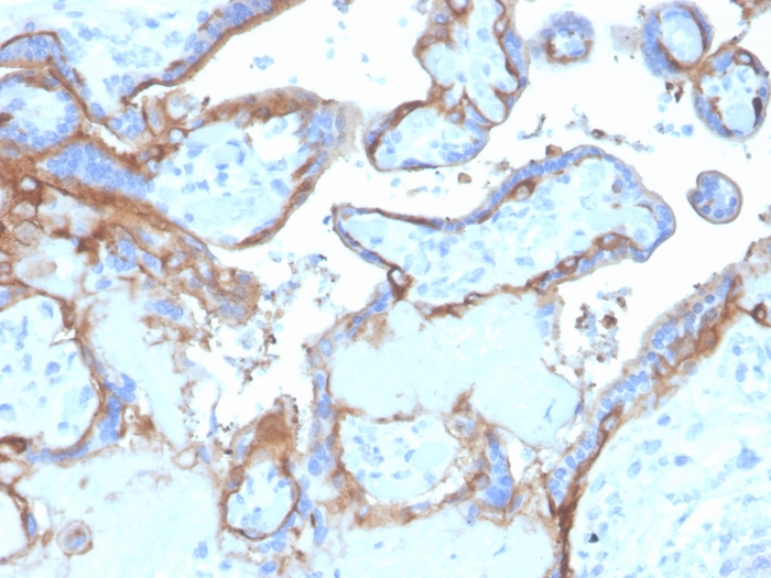 Anti-EGFR Antibody [EGFR/4575]
