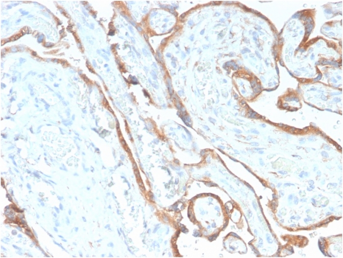 Anti-EGFR Antibody [GFR/2968R]