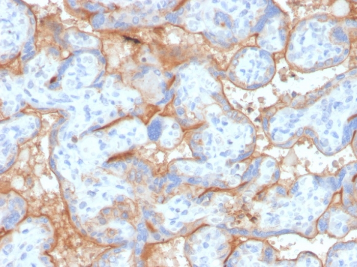 Anti-EGFR Antibody [GFR/4563R]