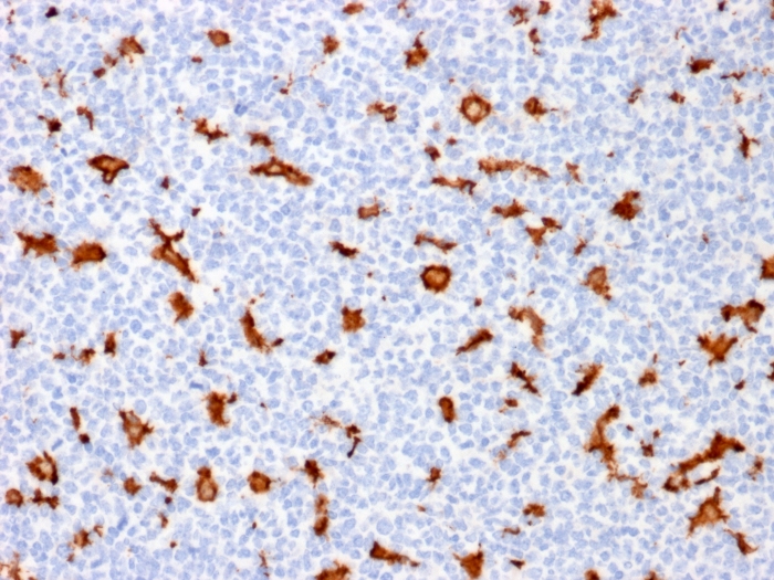 Anti-Iba1 Antibody [AIF1/1909]