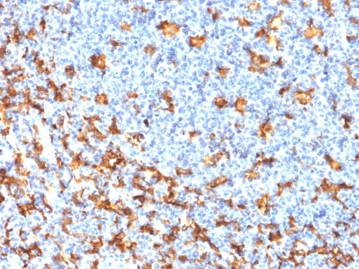 Anti-Iba1 Antibody [rAIF1/1909]