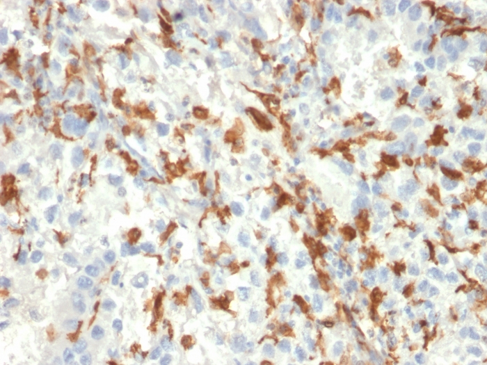 Anti-Iba1 Antibody [AIF1/2493]