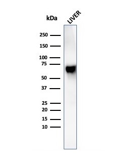 Anti-Albumin Antibody [rALB/6410]