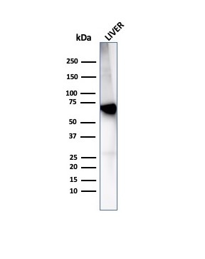 Anti-Albumin Antibody [rALB/6414]