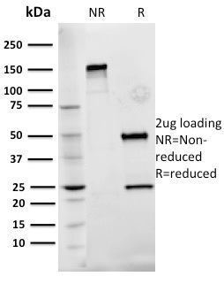 Anti-Fibronectin Antibody [Fn-3]