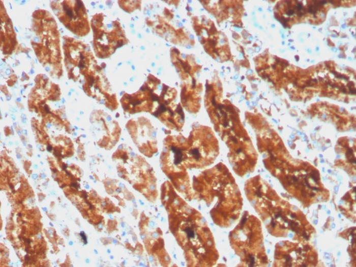 Anti-Ferritin Light Chain Antibody [rFTL/1386]