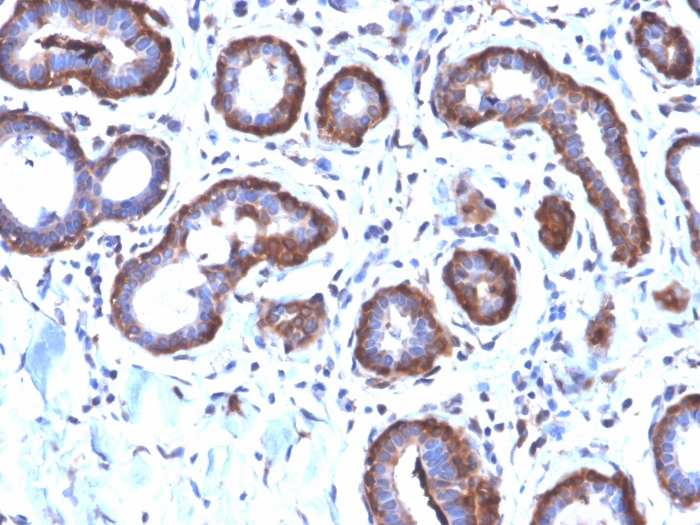 Anti-Ferritin Light Chain Antibody [FTL/2338R]