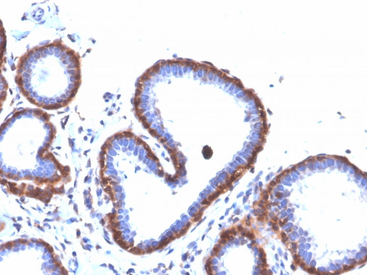 Anti-Ferritin Light Chain Antibody [FTL/3872R]