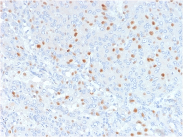 Anti-Annexin A1 Antibody [6E4/3]