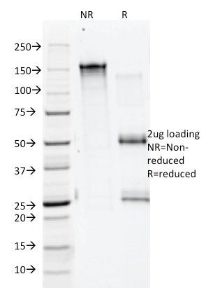 Anti-Annexin A1 Antibody [5E4/1]