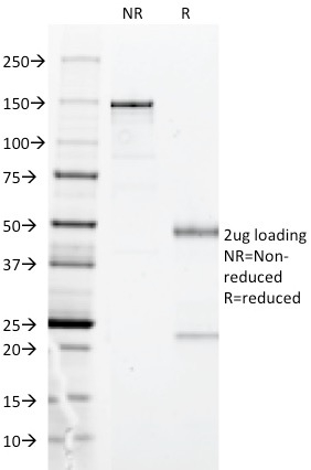 Anti-HLA DP Antibody [BRA-FB6]