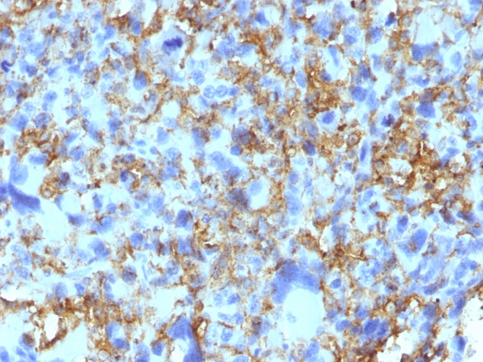 Anti-HLA DRB Antibody [LN-3]