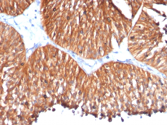 Anti-HSP60 Antibody [HSPD1/780]