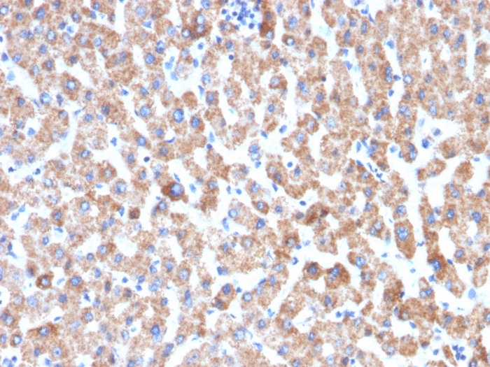 Anti-HSP60 Antibody [HSPD1/2206R]