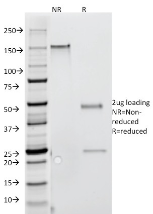 Anti-Interferon gamma Antibody [G-23]