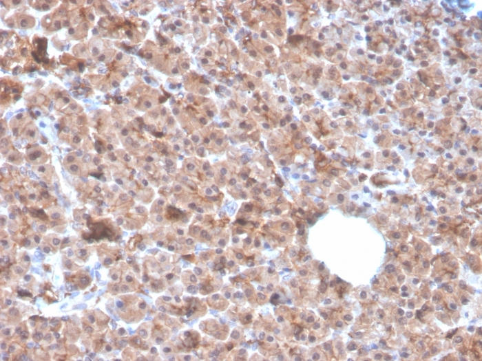 Anti-IL-1 alpha Antibody [IL1A/3982]