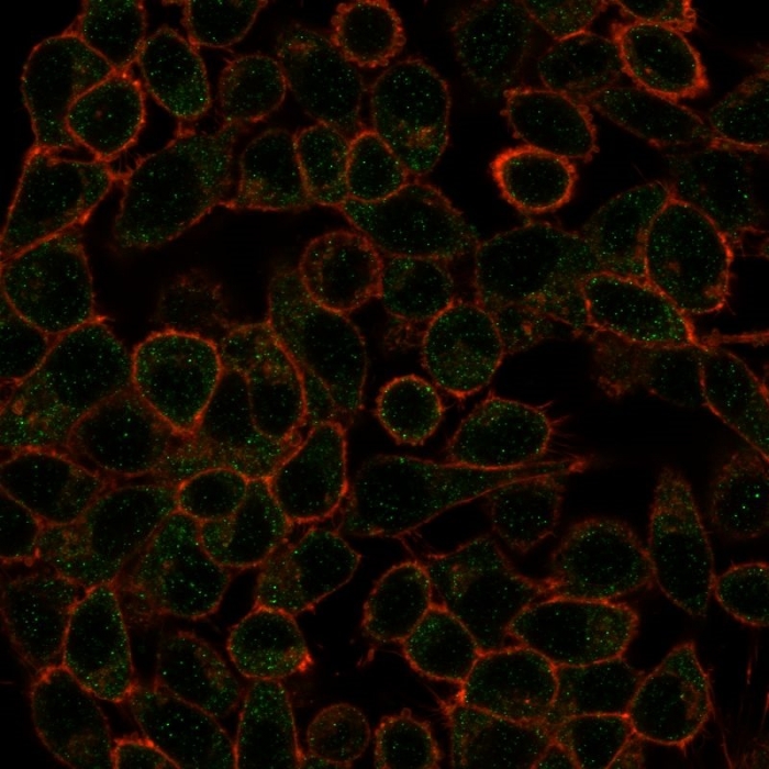 Anti-IRF3 Antibody [PCRP-IRF3-1E6]