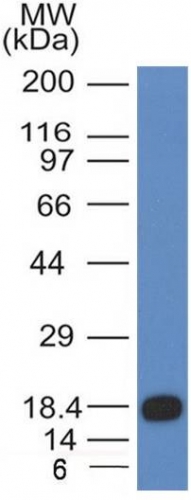 Anti-c-Kit Antibody [KIT/983]