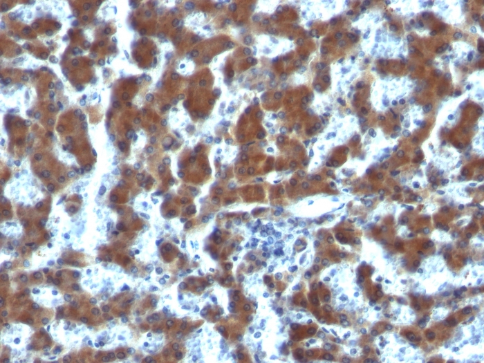 Anti-Retinol Binding Protein Antibody [G4E4]