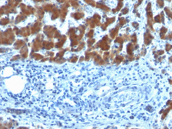 Anti-Retinol Binding Protein Antibody [SPM442]